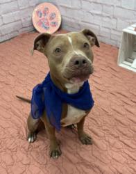 Shelter Stray Female Dog last seen Near BLOCK WAYBURN ST, DETROIT, MI 48224, 7401 Chrysler Dr, Detroit, MI 48211, USA