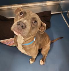 Shelter Stray Male Dog last seen Near BLOCK LINNHURST ST, DETROIT, MI 48205, 7401 Chrysler Dr, Detroit, MI 48211, USA