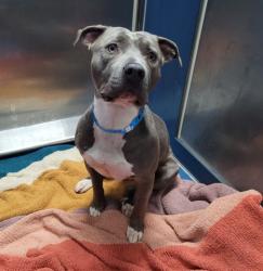Shelter Stray Male Dog last seen Near BLOCK WEST AVE, DETROIT MI 48201, 7401 Chrysler Dr, Detroit, MI 48211, USA