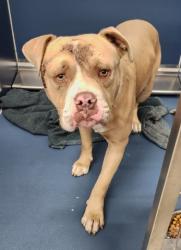 Shelter Stray Male Dog last seen Near BLOCK PICKFORD ST, DETROIT, MI 48219, 7401 Chrysler Dr, Detroit, MI 48211, USA