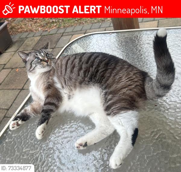 Lost Male Cat last seen NE Minneapolis - Ulysses St NE & 26th St NE, Minneapolis, MN 55418
