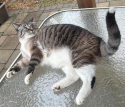 Lost Male Cat last seen NE Minneapolis - Ulysses St NE & 26th St NE, Minneapolis, MN 55418