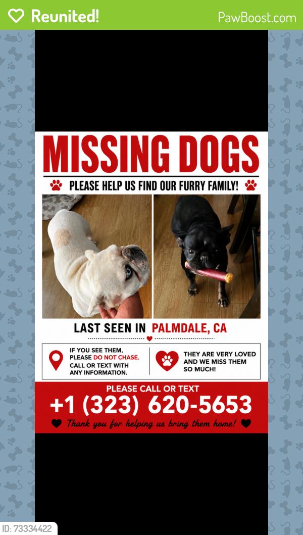 Reunited Female Dog last seen Rancho vista, Palmdale, CA 93551