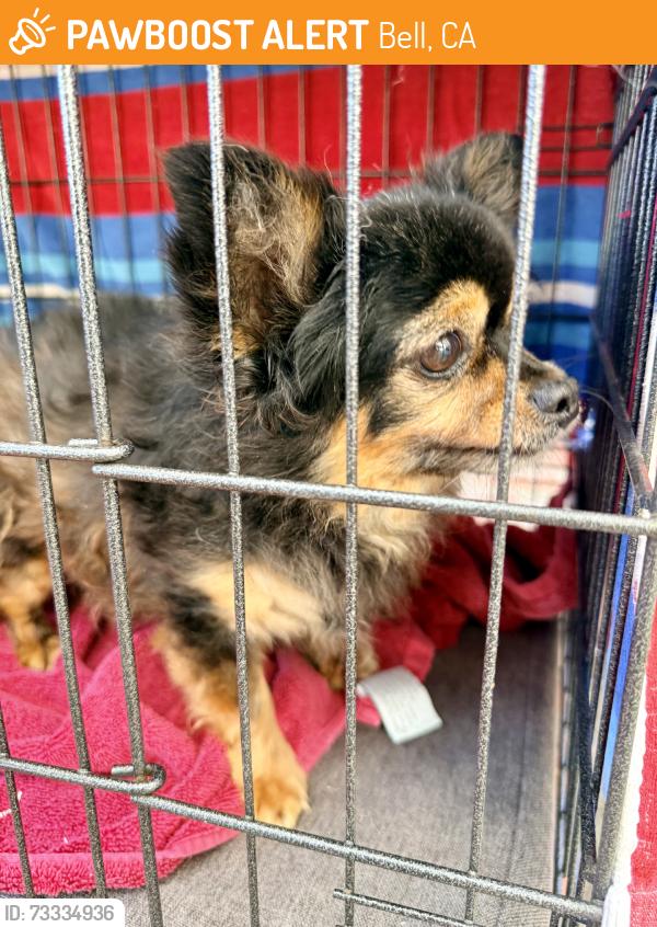 Found/Stray Unknown Dog last seen King Ave. & Florence Ave., Bell, CA 90201