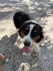 Found/Stray Male Dog last seen Hwy 46, New Braunfels, TX 78132