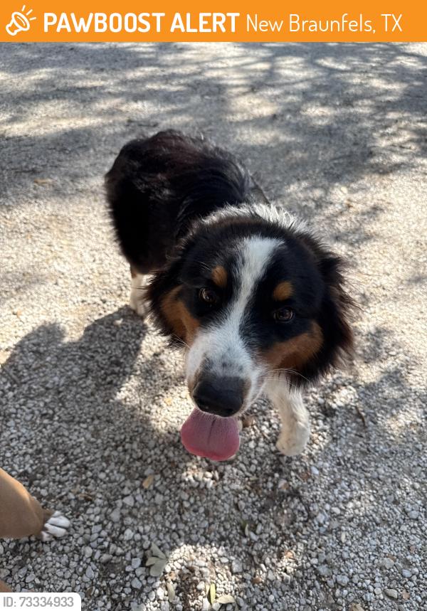 Found/Stray Male Dog last seen Hwy 46, New Braunfels, TX 78132