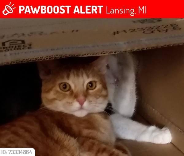 Lost Male Cat last seen MT Hope and Baker, Lansing, MI 48910