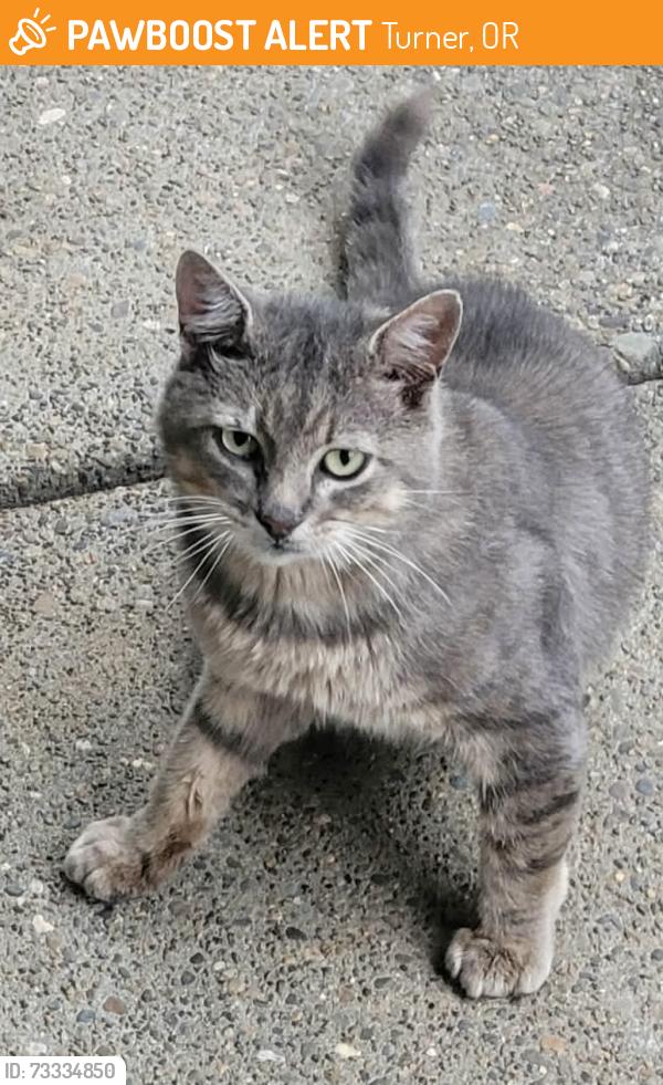 Found/Stray Male Cat last seen Delaney and Witzel, Turner, OR 97392