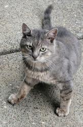 Found/Stray Male Cat last seen Delaney and Witzel, Turner, OR 97392