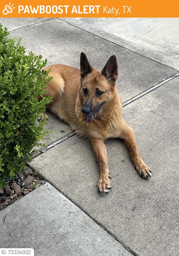 Found/Stray Female Dog last seen Near E Fernhurst ST, Katy TX, Katy, TX 77450