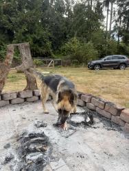 Reunited Unknown Dog last seen Near WA-410, Bonney Lake, WA 98391, USA, Bonney Lake, WA 98391