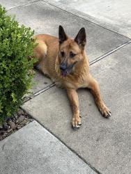Found/Stray Female Dog last seen Near E Fernhurst ST, Katy TX, Katy, TX 77450