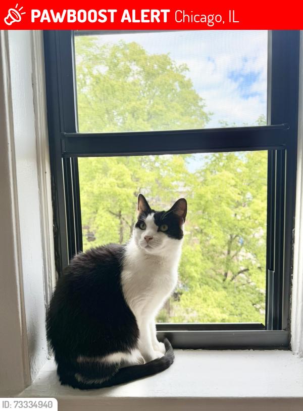 Lost Male Cat last seen Racine and N Clark St, Chicago, IL 60657