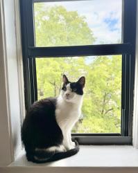 Lost Male Cat last seen Racine and N Clark St, Chicago, IL 60657