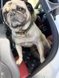 Reunited Male Dog last seen Madden Ave & N Capitol Ave, right by Calvary Catholic Cemetery, San Jose, CA 95131