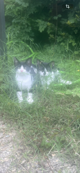 Lost Male Cat last seen Off hope mills rd, Fayetteville, NC 28304
