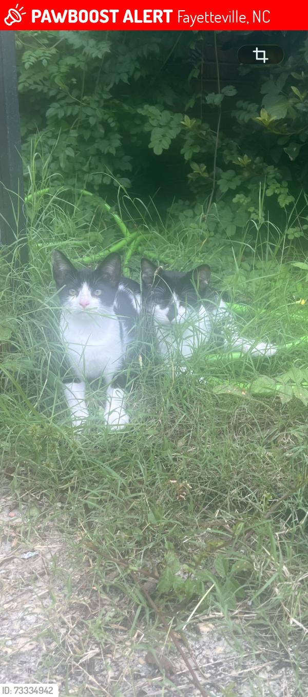 Lost Male Cat last seen Off hope mills rd, Fayetteville, NC 28304