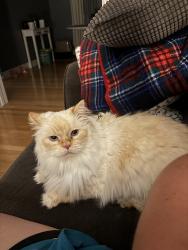 Reunited Female Cat last seen Hallmark, Lower Sackville, NS B4C 2L9