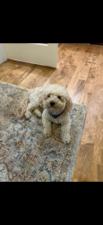 Lost Male Dog last seen Near E 12300 South, Draper UT, Draper, UT 84020