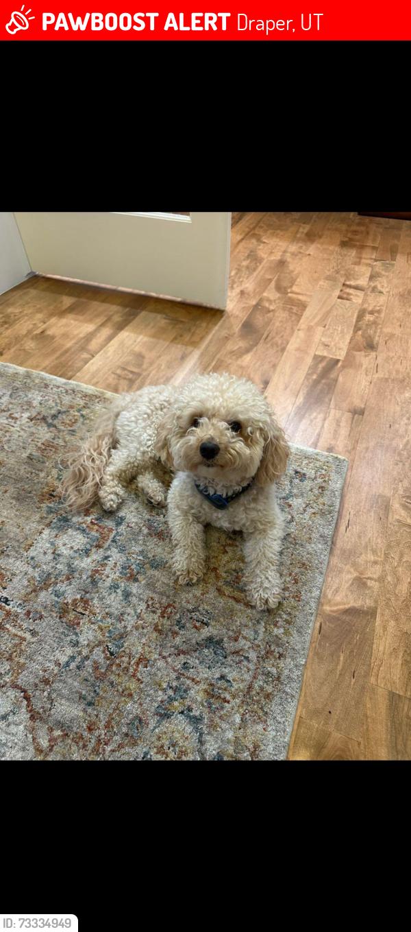 Lost Male Dog last seen Near E 12300 South, Draper UT, Draper, UT 84020