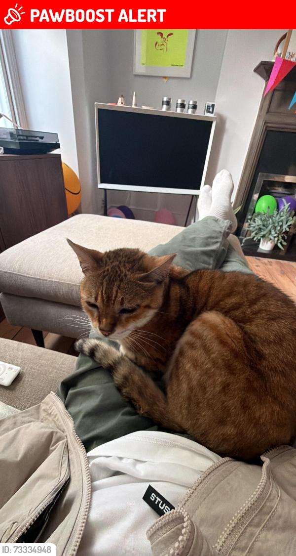 Lost Female Cat last seen Landells Road, near The Lordship pub, Greater London, England SE22 9PN