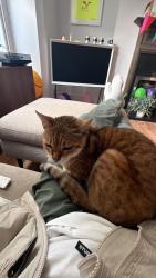 Lost Female Cat last seen Landells Road, near The Lordship pub, Greater London, England SE22 9PN