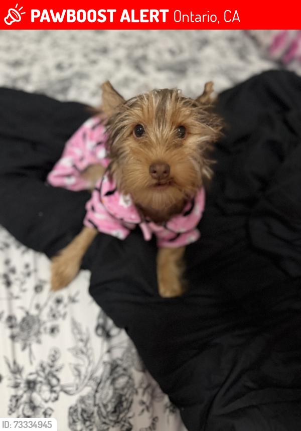 Lost Female Dog last seen Ontario, Ontario, CA 91764