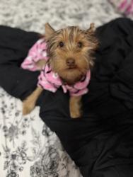 Lost Female Dog last seen Ontario, Ontario, CA 91764