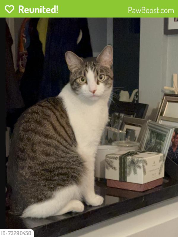 Reunited Male Cat last seen Near 27th St, Sacramento, CA 95816, USA, Sacramento, CA 95816