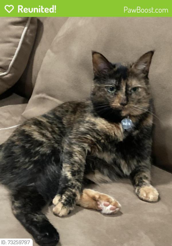 Reunited Female Cat last seen Hometown village waterstone, Oxford, MI 48371