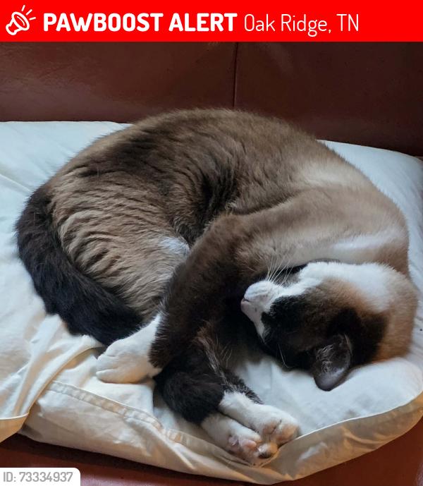 Lost Female Cat last seen East Drive at Evans Lane, Oak Ridge, TN 37830