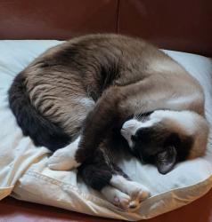 Lost Female Cat last seen East Drive at Evans Lane, Oak Ridge, TN 37830