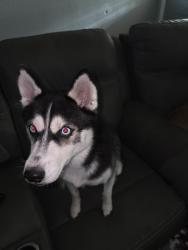 Reunited Female Dog last seen 2978/Standard Rd-Oklahoma Community Center, Magnolia, TX 77354