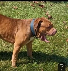 Found/Stray Male Dog last seen Northland Dr, Shelby County, TN 38053