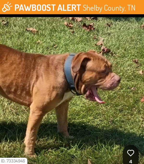 Found/Stray Male Dog last seen Northland Dr, Shelby County, TN 38053
