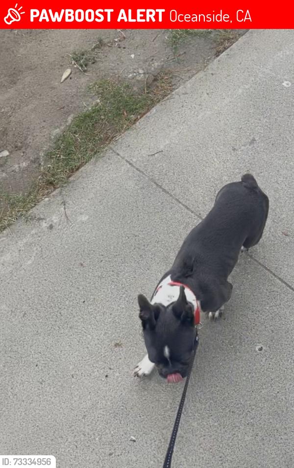 Lost Male Dog last seen College blvd, Oceanside, CA 92054