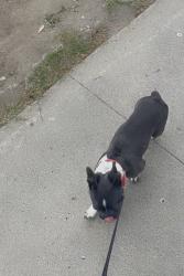 Lost Male Dog last seen College blvd, Oceanside, CA 92054