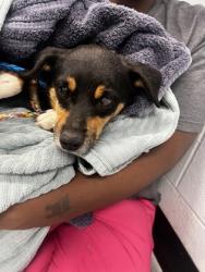 Shelter Stray Male Dog last seen Near florin perkins rd, City of Sacramento, CA, 6201 Florin Perkins Rd, Sacramento, CA 95828, USA