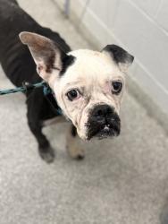 Shelter Stray Female Dog last seen Swann Harbor Vet Area, 21230, MD, 2490 Giles Rd, Baltimore, MD 21225, USA