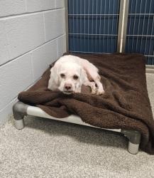 Shelter Stray Male Dog last seen Near York Rd, 21212, MD, 2490 Giles Rd, Baltimore, MD 21225, USA