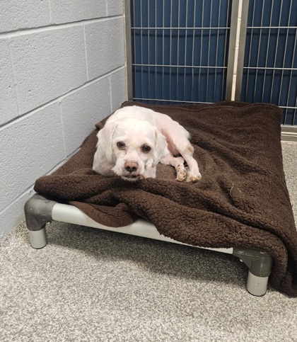 Shelter Stray Male Dog last seen Near York Rd, 21212, MD, 2490 Giles Rd, Baltimore, MD 21225, USA