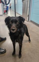 Shelter Stray Male Dog last seen Near Braddish ave, 21216, MD, 2490 Giles Rd, Baltimore, MD 21225, USA