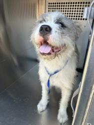 Shelter Stray Male Dog last seen Near AVE K, Central District, TX, 355 Hillshire Dr, Haslet, TX 76052, USA