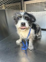Shelter Stray Female Dog last seen Near AVE K, Central District, TX, 355 Hillshire Dr, Haslet, TX 76052, USA