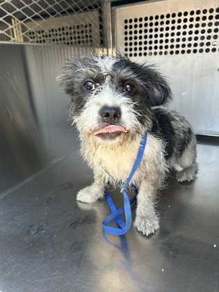 Shelter Stray Female Dog last seen Near AVE K, Central District, TX, 355 Hillshire Dr, Haslet, TX 76052, USA