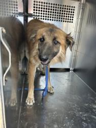 Shelter Stray Male Dog last seen Near AVE K, Central District, TX, 355 Hillshire Dr, Haslet, TX 76052, USA