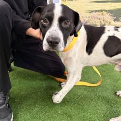 Shelter Stray Male Dog last seen Holik / Village, City of College Station, TX, 5359 Leonard Rd, Bryan, TX 77807, USA