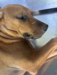 Shelter Stray Male Dog last seen Near TRUMAN DR, East District,, 355 Hillshire Dr, Haslet, TX 76052, USA