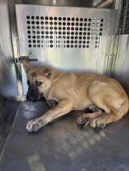 Shelter Stray Female Dog last seen Near AVE H, East District,, 355 Hillshire Dr, Haslet, TX 76052, USA