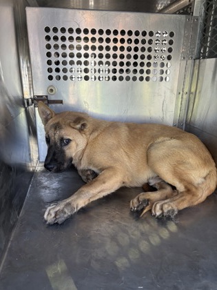Shelter Stray Female Dog last seen Near AVE H, East District,, 355 Hillshire Dr, Haslet, TX 76052, USA